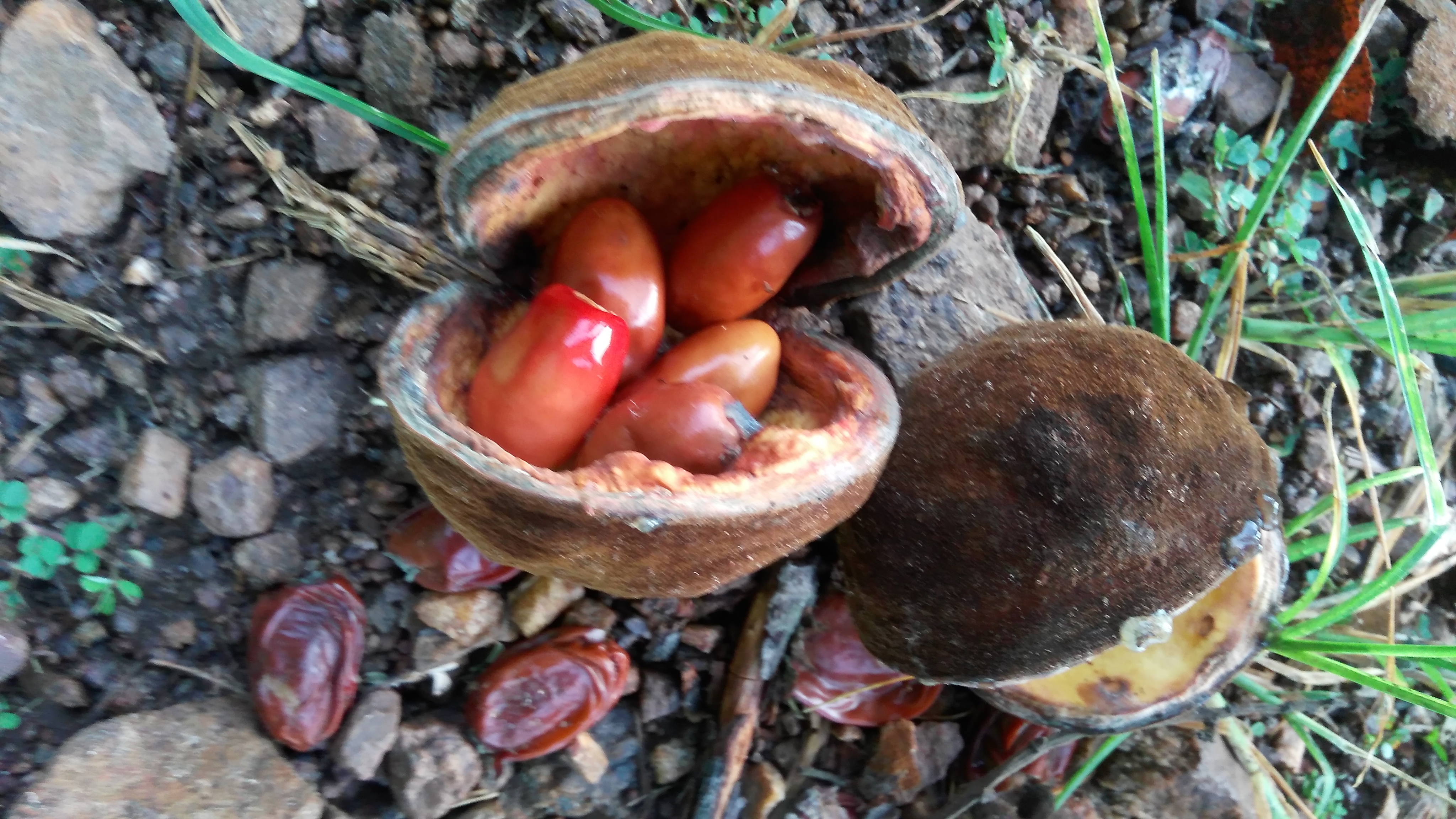 Cola gigantea A.Chev.